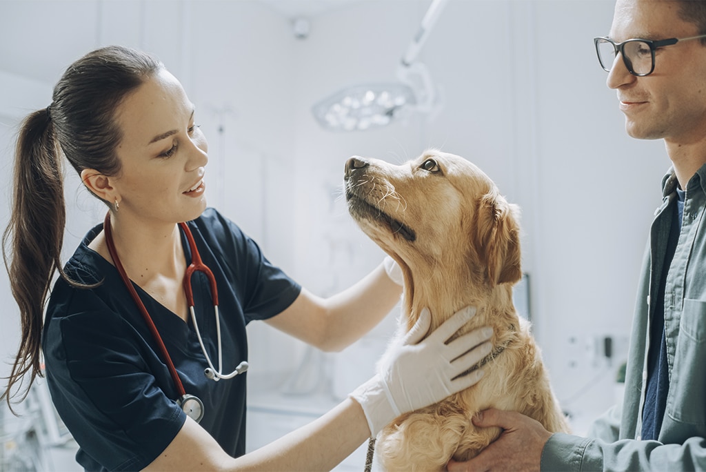 Anuncian Hospital de Bienestar Animal en Cancún