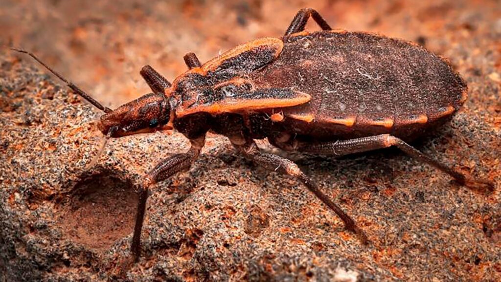 Científicos confirman transmisión local de la enfermedad de Chagas en Estados Unidos