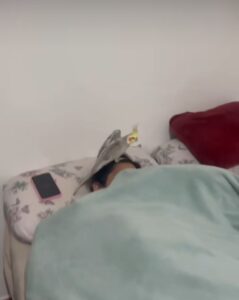 Cacatúa se hace viral por ser la alarma de sus dueños 