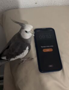 Cacatúa se hace viral por ser la alarma de sus dueños 