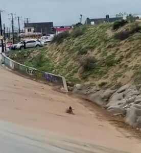 Perrito se salva de ser arrastrado por una corriente de lluvia 