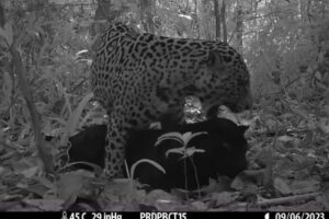 Captan por primera vez a un jaguar negro apareándose