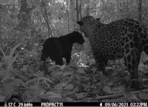 Captan por primera vez a un jaguar negro apareándose