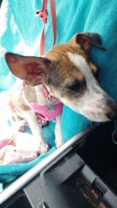 Perrita fue rescatada en Valladolid y ahora vivirá en Italia 