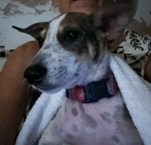 Perrita fue rescatada en Valladolid y ahora vivirá en Italia 