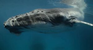 La sinfonía inspirada en el canto de las ballenas llega a CDMX