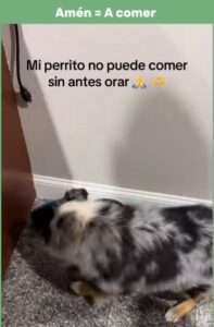 Perrito se vuelve viral por no comer sin antes orar