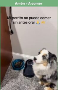 Perrito se vuelve viral por no comer sin antes orar
