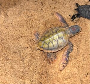 Registran nacimiento de tortuga albina en Cozumel