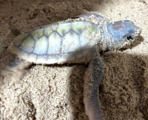 Registran nacimiento de tortuga albina en Cozumel