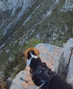 Boston, el perrito que ondeó la bandera de México en La Huasteca