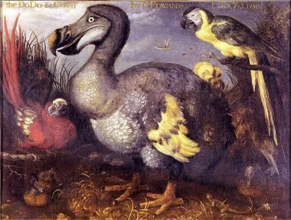 cientificos dan paso clave para la recuperacion del extinto dodo con celulas de pariente vivo a02f4144 bc5f 4921 a695 89f40ace8fa1 mediaminiforappljn