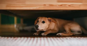 Cómo proteger a tu perrito de la pirotecnia en las Fiestas Patrias