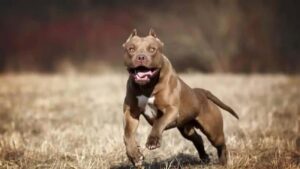 Abuelita ataca a un pitbull para salvar a su perrito