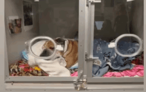 Lewis Hamilton de luto, muere su perro y compañero Roscoe