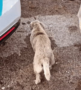 Detienen a hombre por abuso a una perrita en Playa del Carmen