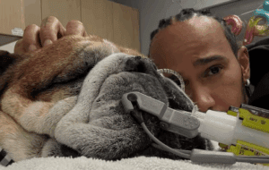 Lewis Hamilton de luto, muere su perro y compañero Roscoe