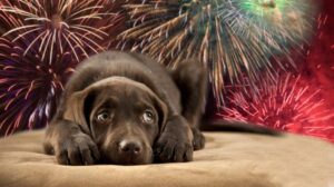 Cómo proteger a tu perrito de la pirotecnia en las Fiestas Patrias