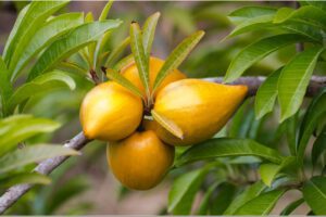Kanisté, la fruta maya antienvejecimiento que pocos conocen 