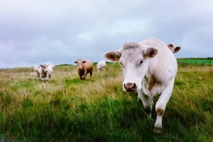 Enfermera muere atacada por vacas mientras paseaba a su perro