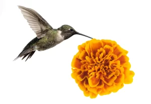 La leyenda del Cempasúchil: Amor eterno detrás de la flor del Día de Muertos