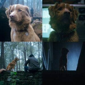 Perrito es protagonista de una película de terror