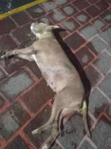 Envenenan masivamente a perritos en plaza de Michoacán 