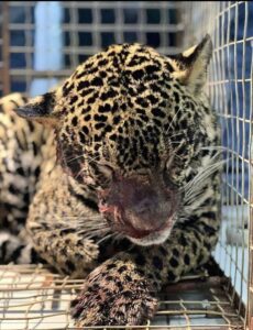 Rescatan a jaguar herido de bala en rio de Brasil