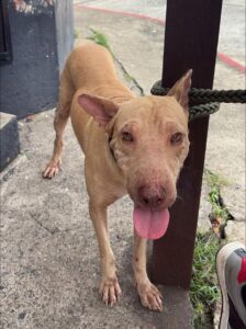 Captan a hombre lanzando perritos a la corriente de un río 