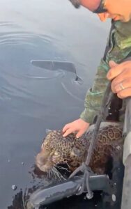 Rescatan a jaguar herido de bala en rio de Brasil