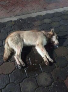 Envenenan masivamente a perritos en plaza de Michoacán 