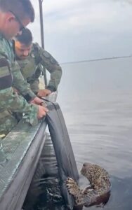 Rescatan a jaguar herido de bala en rio de Brasil