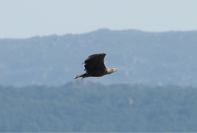 Nace en Castilla y León una cría de águila extinta desde el siglo XIX: Un suceso que divide a los expertos 1 Nace en Castilla y León una cría de águila extinta desde el siglo XIX: Un suceso que divide a los expertos