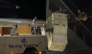 Oso perezoso es maltratado brutalmente en Perú