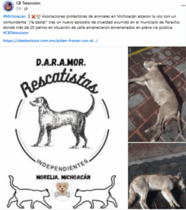 Envenenan masivamente a perritos en plaza de Michoacán 