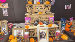 27 de octubre, el día en que las almas de las MASCOTAS regresan a casa