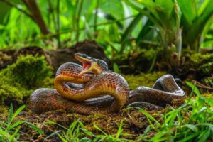 La Isla de las Cobras, el lugar prohibido de Latinoamérica 