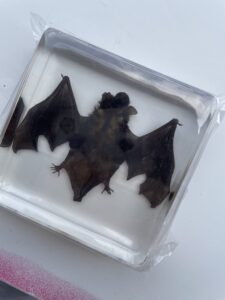 Joven recibe un murciélago disecado tras pedir una maqueta 