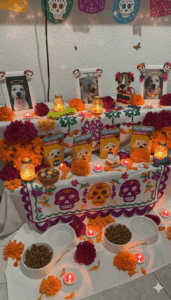 27 de octubre, el día en que las almas de las MASCOTAS regresan a casa