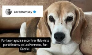 Futbolista ofrece 200 mil pesos por encontrar a su perrita en México 