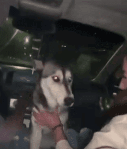 Jóvenes emborrachan a perrita de la calle y causan indignación