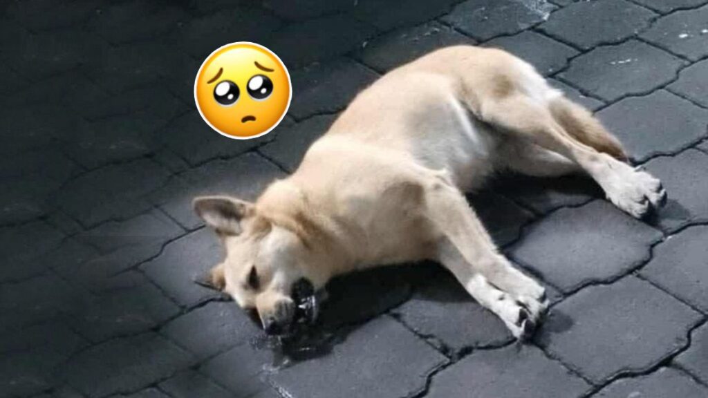 WhatsApp Image 2025 10 07 at 10.26.49 PM