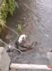 Captan a hombre lanzando perritos a la corriente de un río 