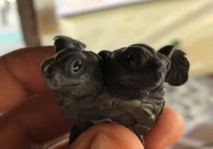 Nace tortuga de dos cabezas en campamento de Michoacán 