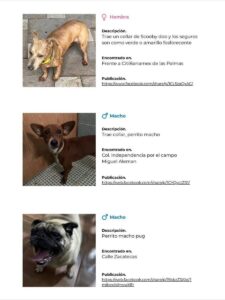 Campaña busca reunir a mascotas extraviadas en Poza Rica