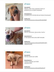 Campaña busca reunir a mascotas extraviadas en Poza Rica