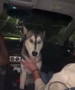 Exigen justicia por perrito obligado a beber alcohol en Chihuahua