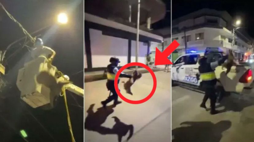 Oso perezoso es maltratado brutalmente en Perú 4 WhatsApp Image 2025 10 29 at 10.14.24 PM