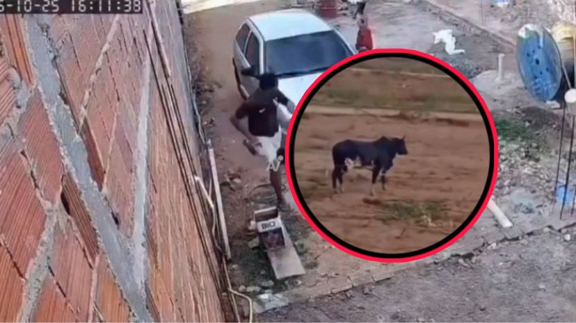 Toro corretea a niños y destruyen un coche  3 WhatsApp Image 2025 10 29 at 11.27.25 PM