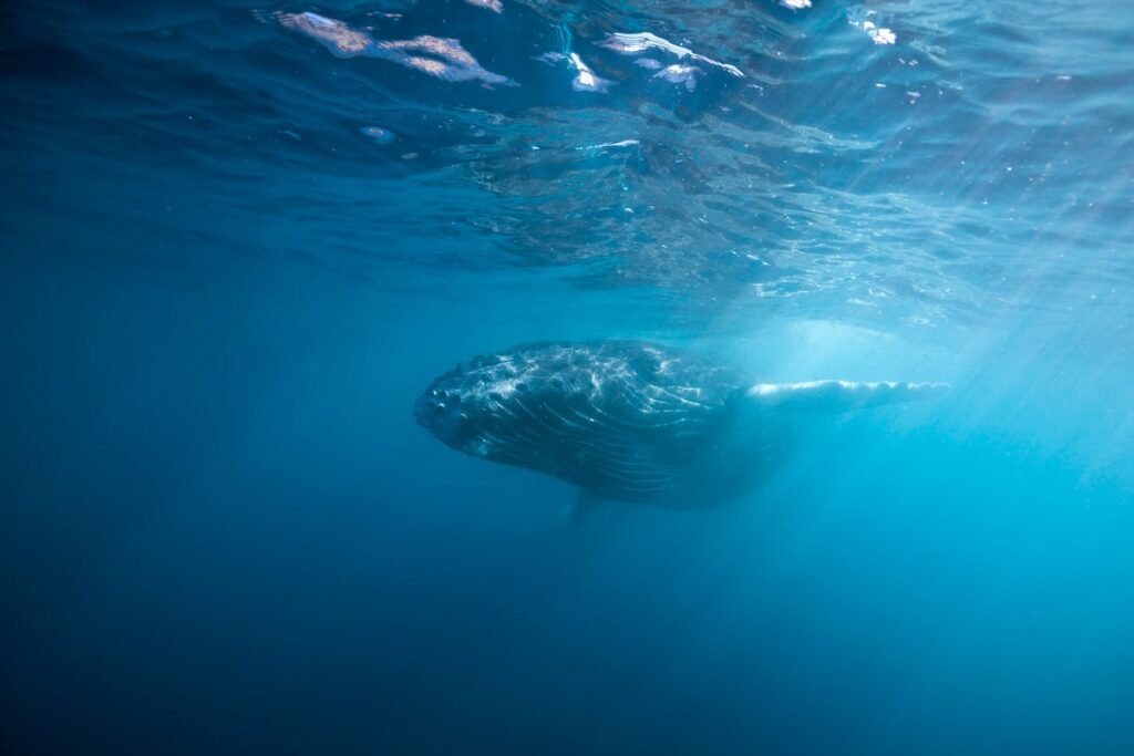 Demanda histórica busca proteger a las ballenas del Golfo de California del megaproyecto de gas Saguaro